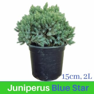 Juniperus Blue Star