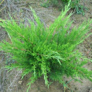 Juniperus Mint Julep