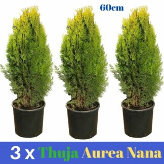 3 x Thuja Aurea Nana 5L