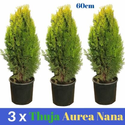3 x Thuja Aurea Nana 5L