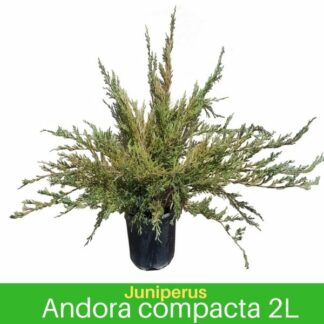 Andora Compacta 2L