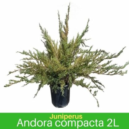 Andora Compacta 2L