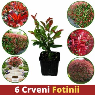 Fotinia Red Robin Fotinija Crven Robin Crvena fotinija