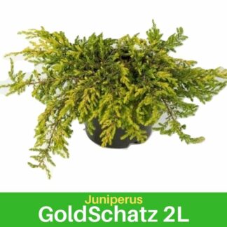 Juniperus Gold Shachtz 2L
