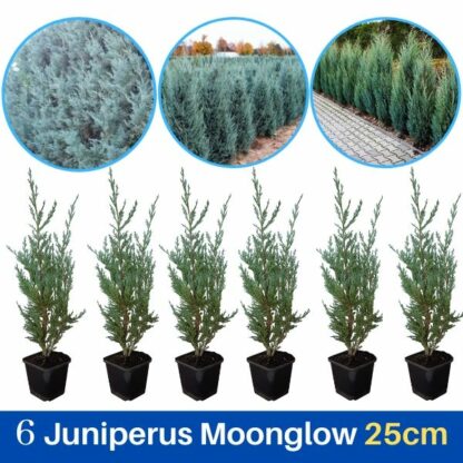 Juniperus Moonglow 25cm