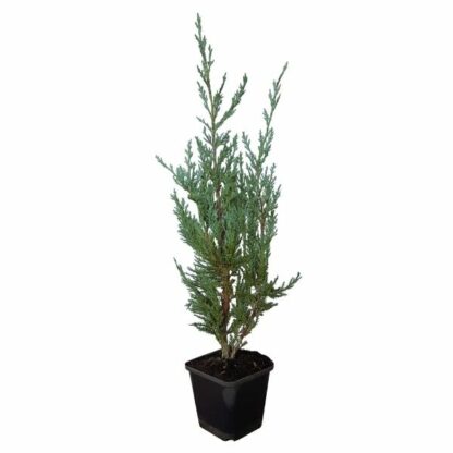 Juniperus Moonglow 25cm P9