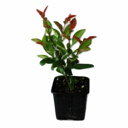 Photinia Red Robin p9