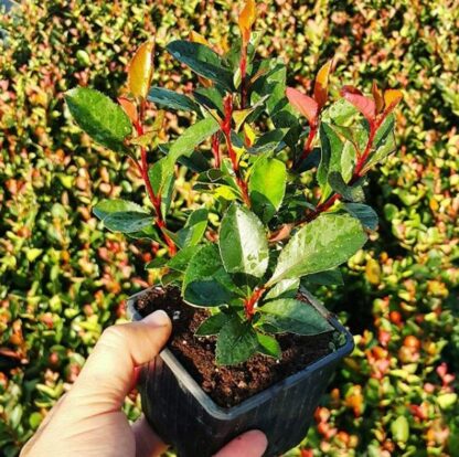 Photinia red robin P9