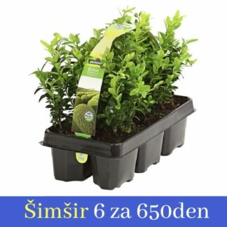 Šimšir buxus faulkner 6 za 650den