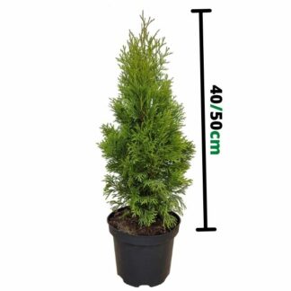 Thuja Smaragd 50cm