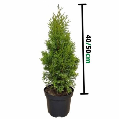 Thuja Smaragd 50cm