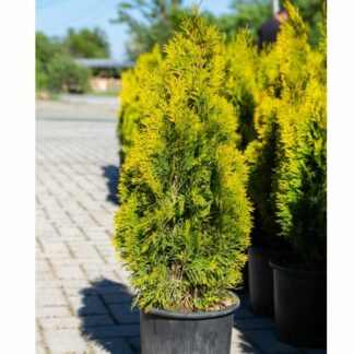 Thuja Smaragd Gold 60cm 5L