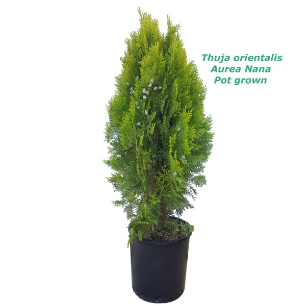 Thuja Orientalis Aurea Nana - 7L ,60cm саксиско производство