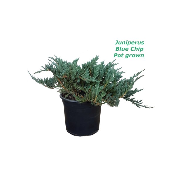 Juniperus Blue Chip - 2L саксиско производство
