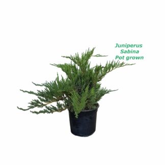 Juniperus Sabina