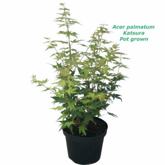 Acer Palmatum Katsura 2L