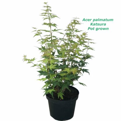 Acer Palmatum Katsura 2L