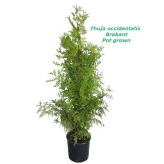 Thuja occidentalis Brabant 7L