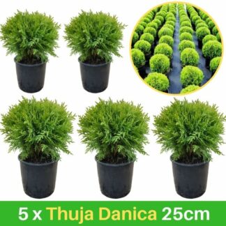 5 Thuja Danica 25cm
