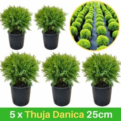 5 Thuja Danica 25cm