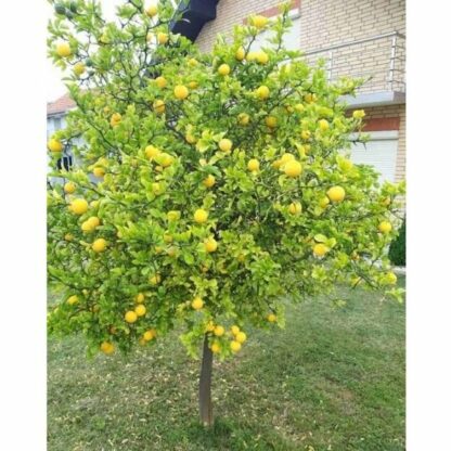 Sibirski limon