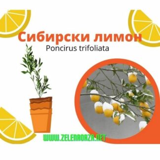 Сибирски Лимон Poncirus trifoliata 40cm (Sibirski Limon)