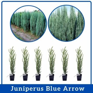 Juniperus Blue Arrow