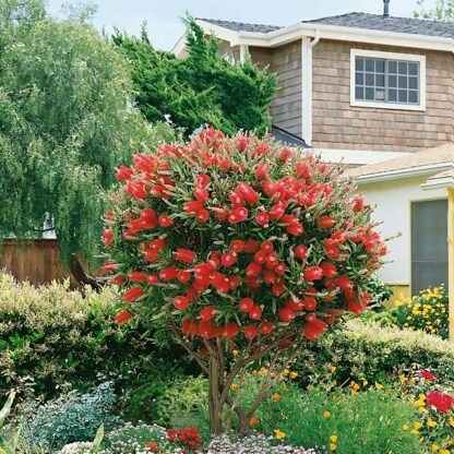Callistemon - Калистемон