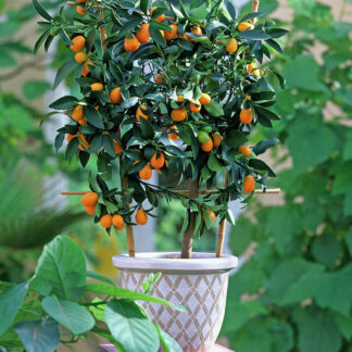 Џуџеста Citrus fortunela Kumguat