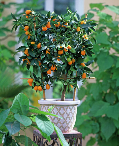 Џуџеста Citrus fortunela Kumguat