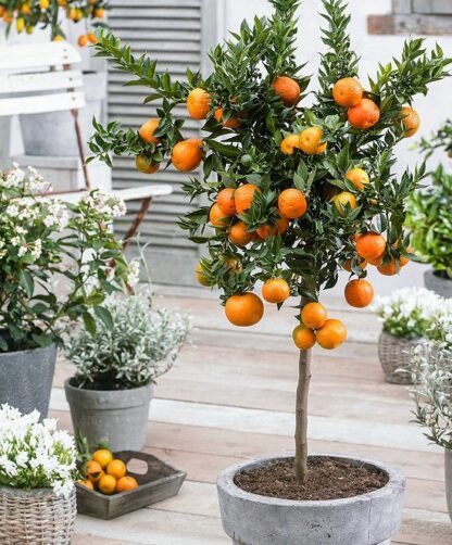 Мандарина- Citrus Reticulata