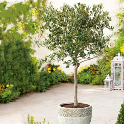 Maслина - Olea Europea 24L