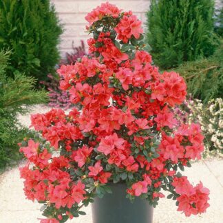 Azalea Japonica (Азалеа Јапоника)